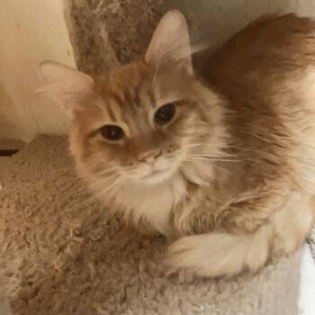 Dagnabit -  Ragamuffin and Domestic Medium Hair Cat Available for Adoption in Dublin, Ohio - Dagnabit | PetCurious