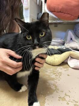 Rescue Domestic Short Hair Cats for Adoption in Guthrie, Oklahoma - Will | PetCurious