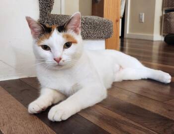 Rescue Domestic Short Hair Cats for Adoption in Kansas City, Kansas - Nube | PetCurious