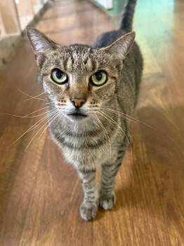 Khloe -  Domestic Short Hair Cat for Adoption - Khloe | PetCurious