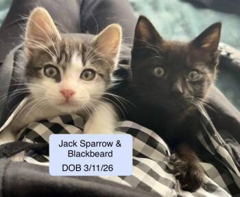 Domestic Short Hair Cats Available for Adoption in Vacaville, California - Blackbeard Bonded With Jack Sparrow | PetCurious