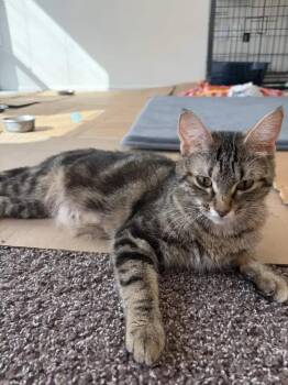 Anaheim -  Domestic Short Hair Cat for Adoption in Wyoming, Michigan - Anaheim | PetCurious