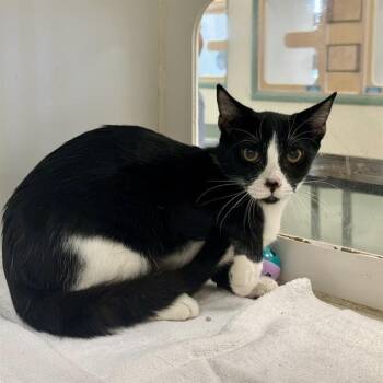 Rescue Domestic Short Hair Cats for Adoption in Riverside, California - MITTENS | PetCurious