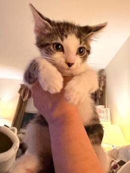 LARRY -  Domestic Short Hair Cat for Adoption in Holbrook, New York - LARRY | PetCurious