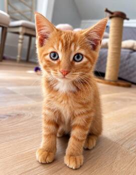 Ernie -  Domestic Short Hair Cat for Adoption in Victor, New York - Ernie | PetCurious