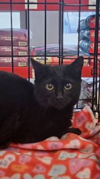 Domestic Short Hair Cats Available for Adoption - Jewel | PetCurious