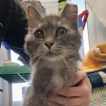 Precious -  Domestic Short Hair Cat for Adoption in Fairport, New York - Precious | PetCurious
