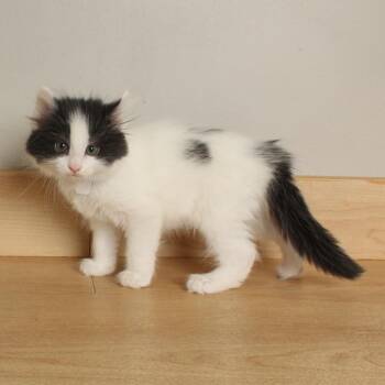 Custard C70310 -  Domestic Long Hair Cat for Adoption in Minnetonka, Minnesota - Custard C70310 | PetCurious