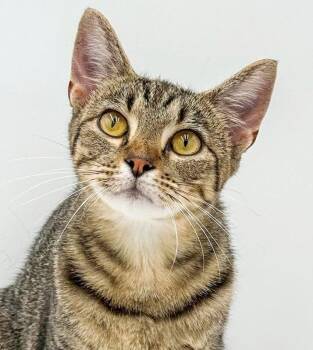 Morgan is simply magic EXTRA TOES TOO - Mushy and just wonderful -  Extra Toes Cat Hemingway Polydactyl and Tabby Cat for Adoption in Bedford Hills, New York - Morgan Is Simply Magic EXTRA TOES TOO - Mushy And Just Wonderful | PetCurious