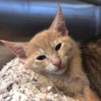 NCI5643 Times New Roman -  Domestic Short Hair Cat for Adoption in Port Washington, New York - NCI5643 Times New Roman | PetCurious