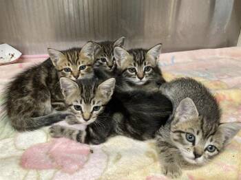 Domestic Short Hair Cats Available for Adoption in Tustin, California - ALEXANDER | PetCurious