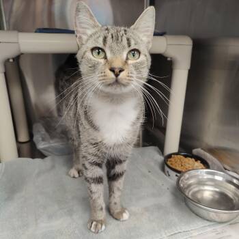 Ramona -  Domestic Short Hair Cat for Adoption in Jersey City, New Jersey - Ramona | PetCurious
