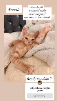Noodle -  Domestic Short Hair Cat for Adoption in Woodland, California - Noodle | PetCurious