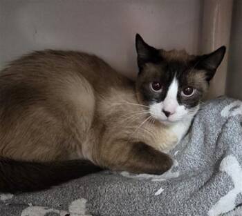 Domestic Short Hair Cats Available for Adoption in Boston, Massachusetts - GOOSE | PetCurious