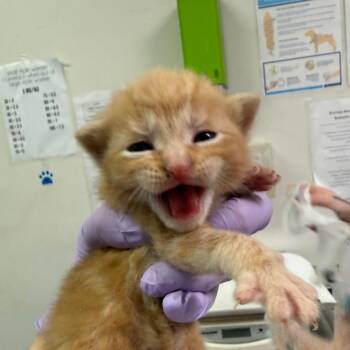 Domestic Medium Hair Cats Available for Adoption in Charleston, West Virginia - Scootaloo | PetCurious