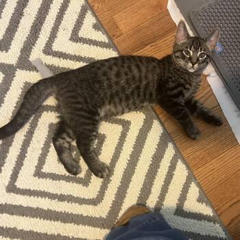 Banjo -  Domestic Short Hair Cat for Adoption in Gibsonia, Pennsylvania - Banjo | PetCurious