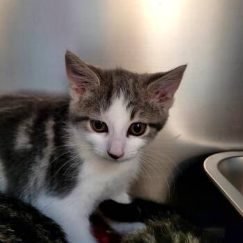 Domestic Short Hair Cats Available for Adoption in Belfair, Washington - June | PetCurious