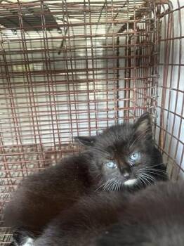A656898 -  Domestic Short Hair Cat for Adoption in Houston, Texas - A656898 | PetCurious