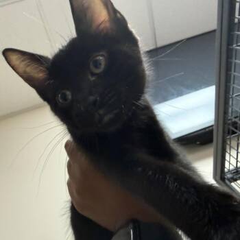 Vans -  Domestic Short Hair Cat for Adoption in Lakeland, Florida - Vans | PetCurious