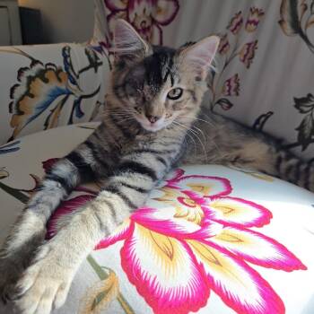 Dodger Miller -  Domestic Long Hair Cat for Adoption in Woodstock, Virginia - Dodger Miller | PetCurious