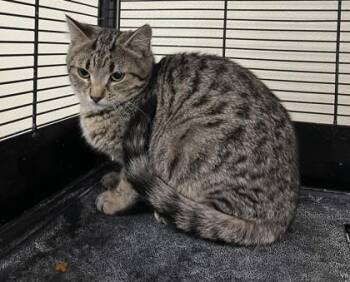 Domestic Short Hair Cats Available for Adoption in Cashiers, North Carolina - Rylee | PetCurious