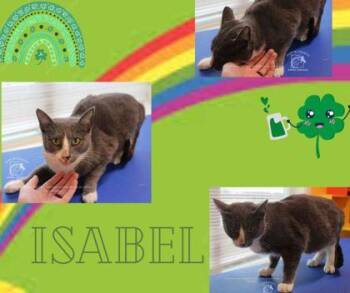 American Shorthair and Domestic Short Hair Cats Available for Adoption - Isabel | PetCurious