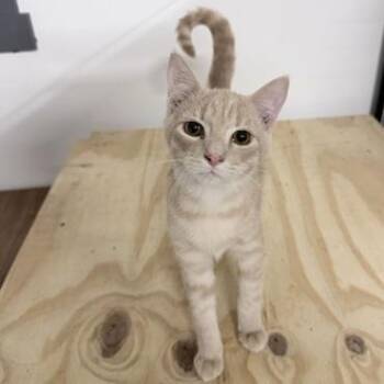 Harold -  Domestic Short Hair Cat for Adoption in Rochester, Minnesota - Harold | PetCurious