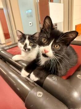 Toast and Biscuit -  Domestic Short Hair Cat for Adoption in Fayetteville, Arkansas - Toast And Biscuit | PetCurious