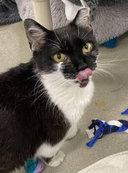 Pixel -  Domestic Short Hair Cat for Adoption in Alexandria, Virginia - Pixel | PetCurious