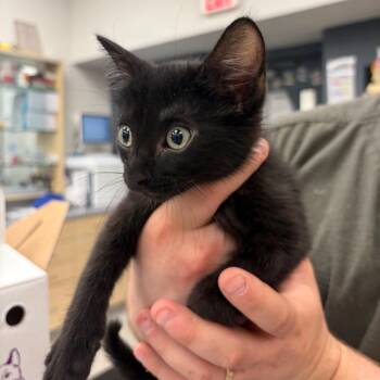 Zion -  Domestic Short Hair Cat for Adoption in Bloomington, Illinois - Zion | PetCurious