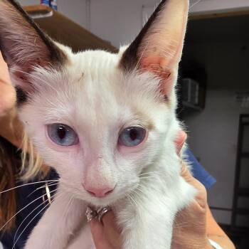 Minerva -  Domestic Short Hair Cat for Adoption in Leander, Texas - Minerva | PetCurious