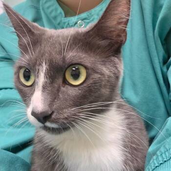 E. Fuller Mom -  Domestic Short Hair Cat for Adoption in Keizer, Oregon - E. Fuller Mom | PetCurious