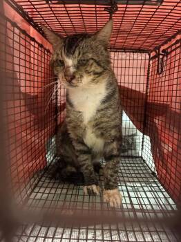 Poncho -  Domestic Short Hair Cat for Adoption in New Braunfels, Texas - Poncho | PetCurious