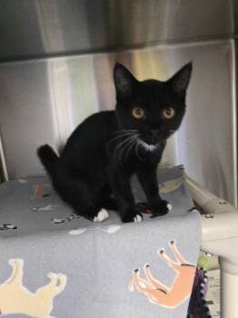 Maya -  Domestic Short Hair Cat for Adoption in Cortland, New York - Maya | PetCurious