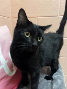 Rescue Domestic Short Hair Cats for Adoption in Salt Lake City, Utah - Ruby | PetCurious