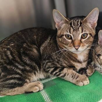 Domestic Short Hair Cats Available for Adoption in Medford, Oregon - Lt Dan | PetCurious