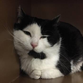 Zeke -  Domestic Short Hair Cat for Adoption in Middlebury, Vermont - Zeke | PetCurious