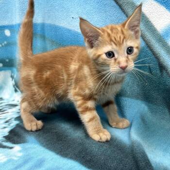 Lenny -  Domestic Short Hair Cat for Adoption in Bear, Delaware - Lenny | PetCurious