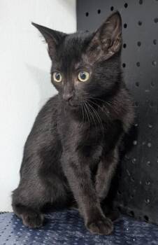 Mason -  Domestic Short Hair Cat for Adoption in Dayton, Minnesota - Mason | PetCurious