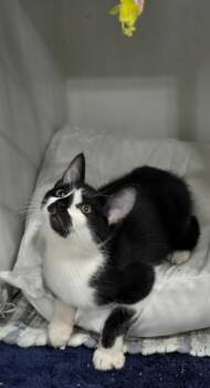 Kennedy -  Domestic Short Hair Cat for Adoption in Kell, Illinois - Kennedy | PetCurious