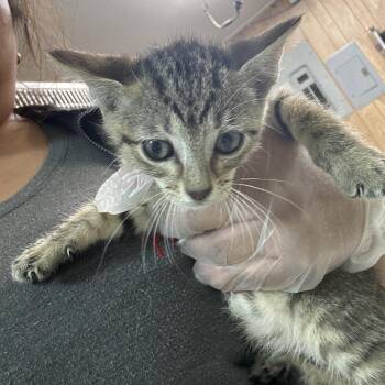 Kid -  Domestic Short Hair Cat for Adoption in Leander, Texas - Kid | PetCurious
