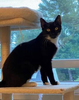 Ember -  Domestic Short Hair Cat for Adoption - Ember | PetCurious