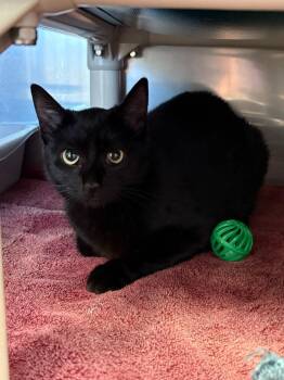 Lilo -  Domestic Short Hair Cat for Adoption in Gillette, Wyoming - Lilo | PetCurious