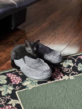 Puppy -  American Shorthair Cat for Adoption in Orlando, Florida - Puppy | PetCurious