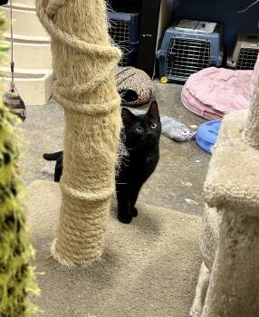 Rescue Domestic Short Hair Cats for Adoption in Edgewood, Maryland - Gordon | PetCurious