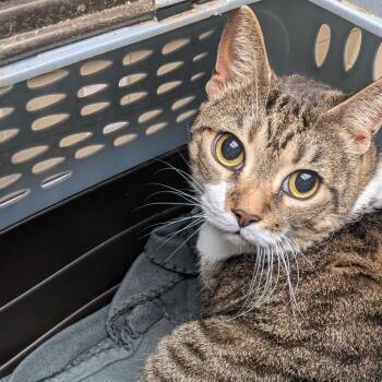 Payton -  American Shorthair Cat for Adoption in Columbus, Georgia - Payton | PetCurious