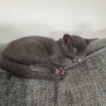River -  Domestic Short Hair Cat for Adoption in Winston-salem, North Carolina - River | PetCurious