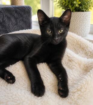 Nathan -  Domestic Short Hair Cat for Adoption in Gun Barrel City, Texas - Nathan | PetCurious