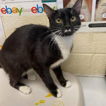 Domestic Short Hair Cats Available for Adoption in Memphis, Tennessee - AZURA | PetCurious