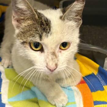 Penny -  Domestic Short Hair Cat for Adoption in East Hanover, New Jersey - Penny | PetCurious